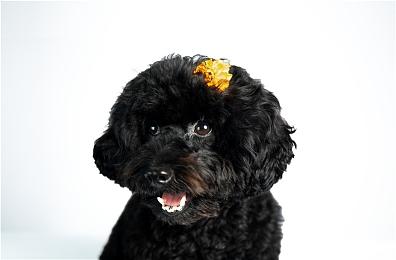 国产仙诡游戏《代号：界》首测定档 寻妖见鬼！